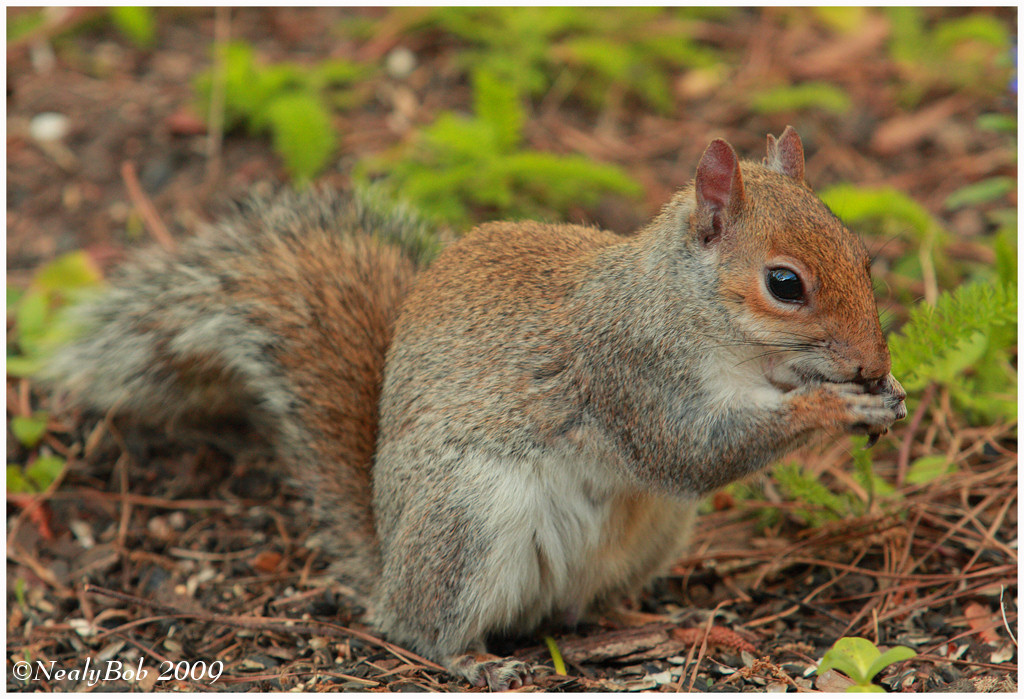 Scwooy Squirrel April 3