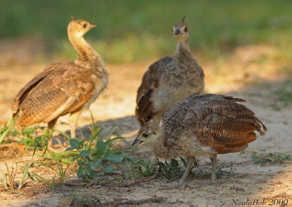 Peachicks