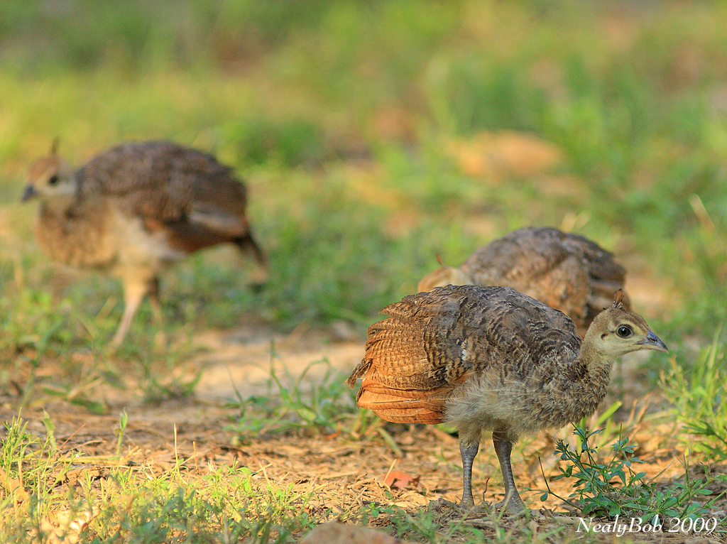 Peachicks July 9