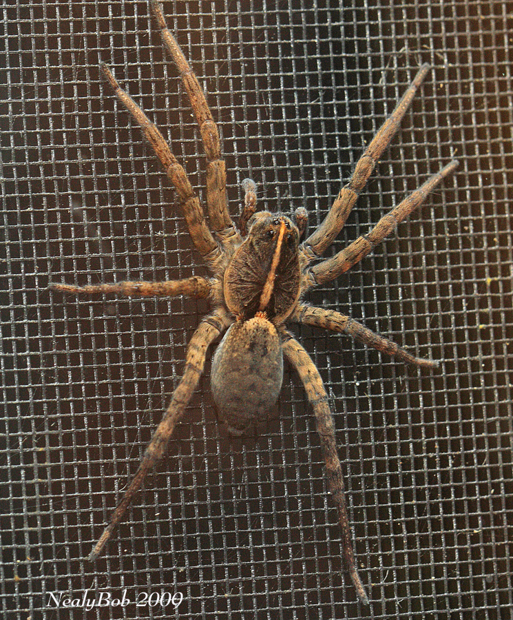 Spider