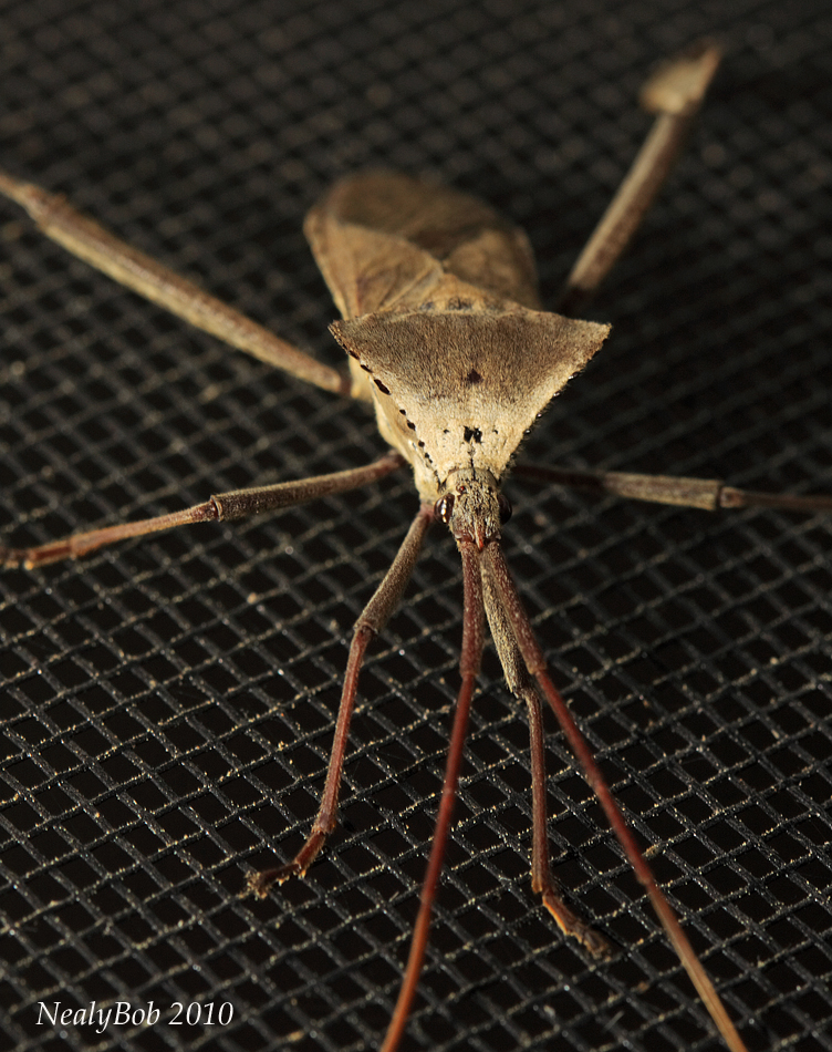 Bug Close-Up