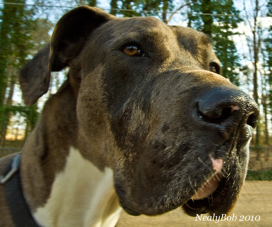 Big Dog March 4