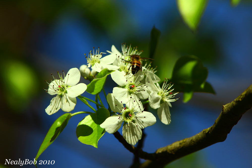 Bradford Pear March 15