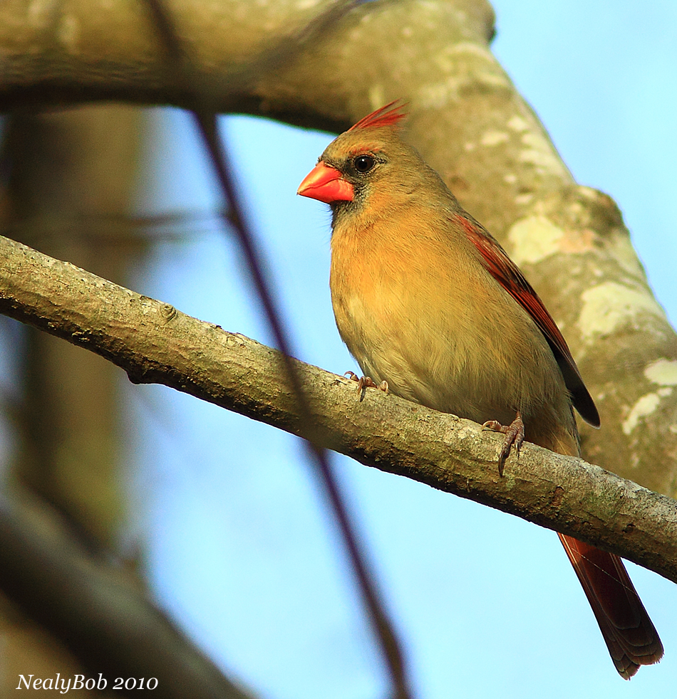 Female Cardinal