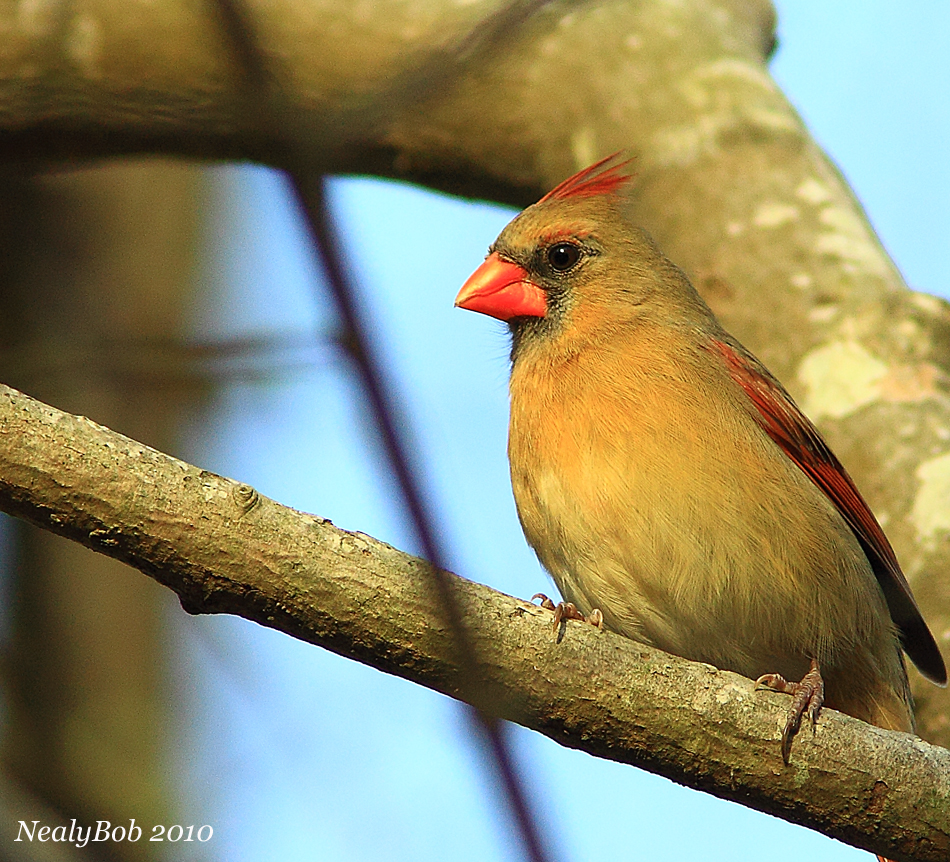 Female Cardinal March 16