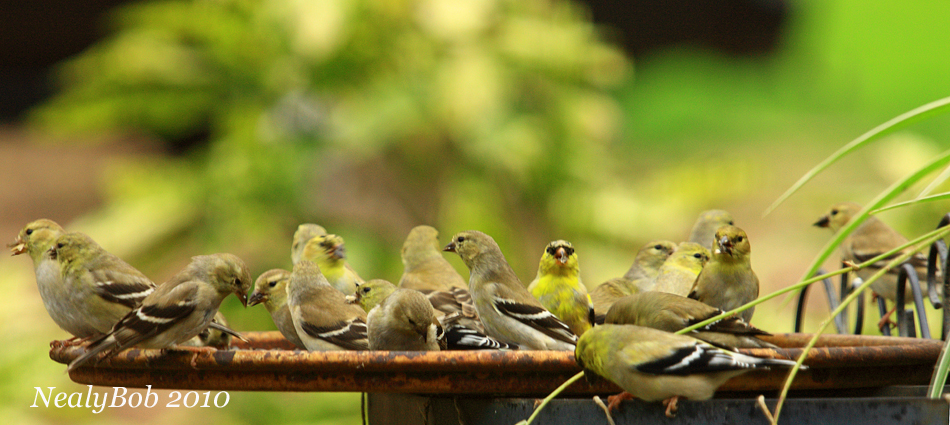 The GoldFinch Cafe March 22