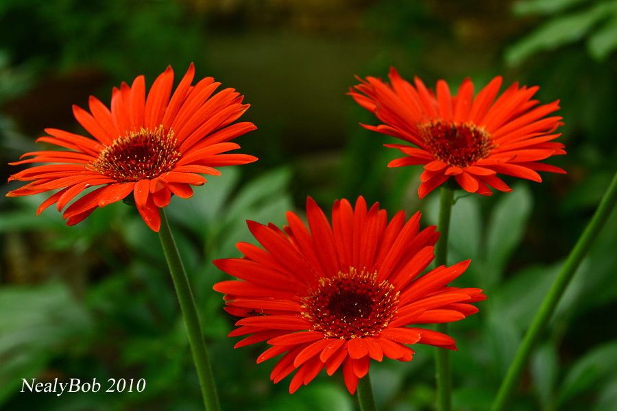 Red June 10