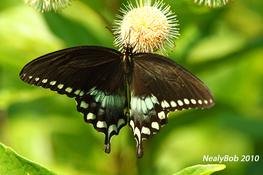 Spicebush Swallowtail Butterfly