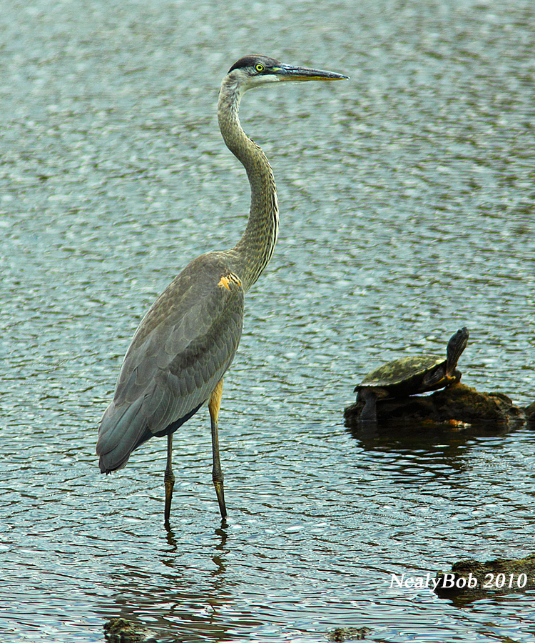 Great Blue Heron June 30
