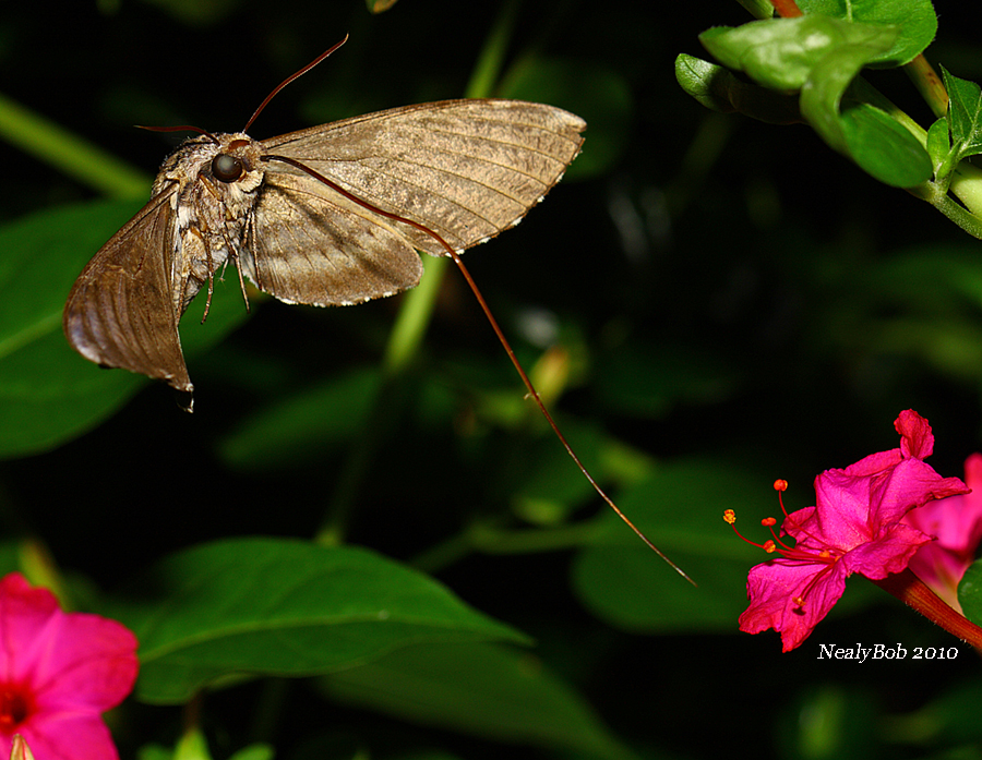 Hummingbird Moth