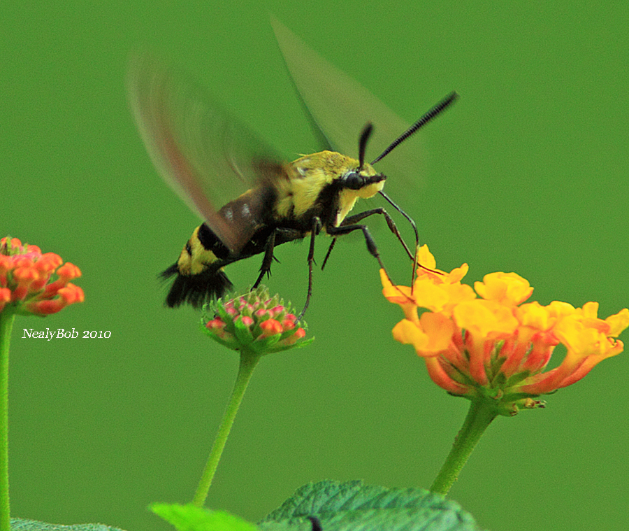 Snowberry Clearwing Hummingbird Moth