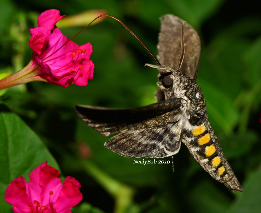 Hummingbird Moth