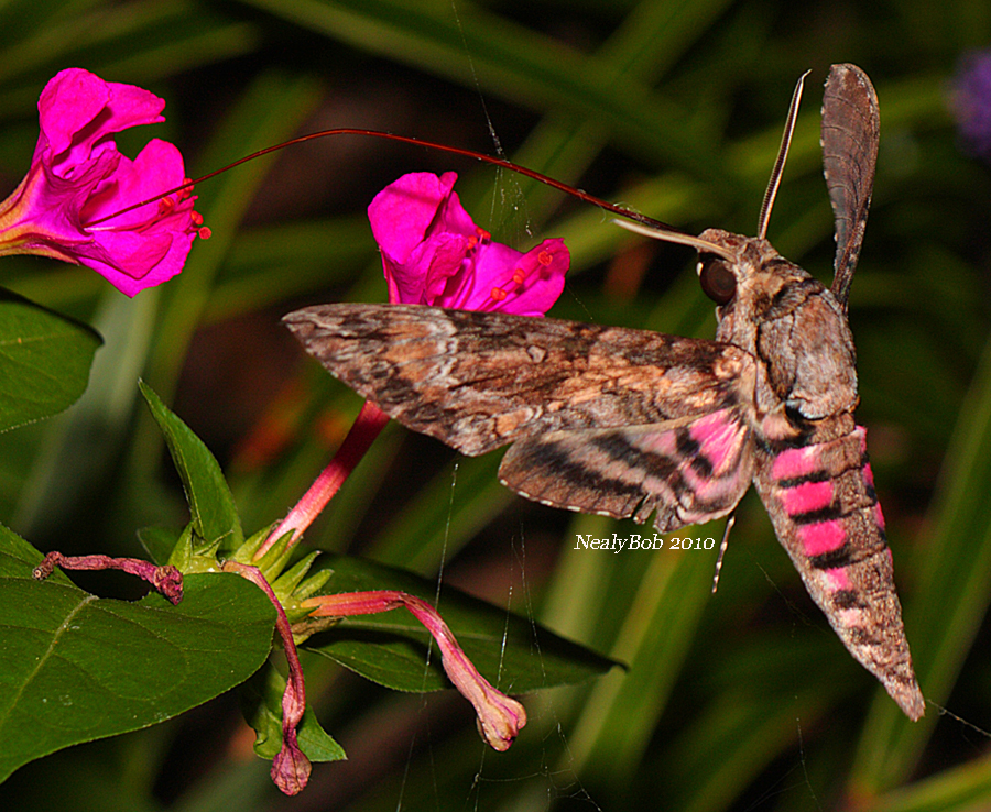 Hummingbird Moth September 19