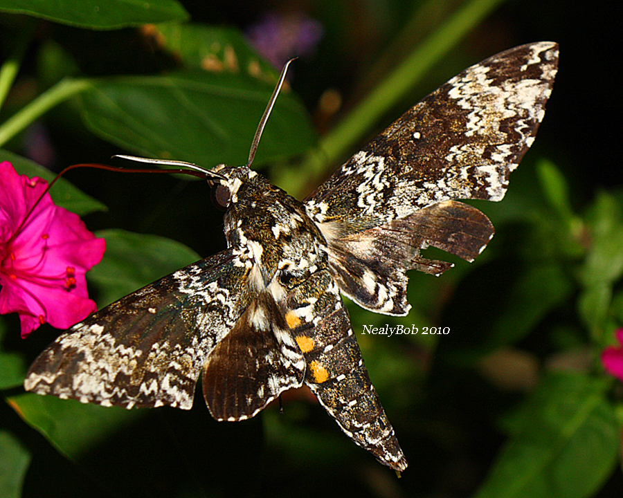 Tomato Hornworm Moth