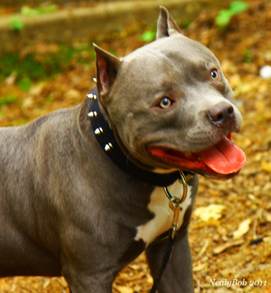 Cromwells Bravo The Blue