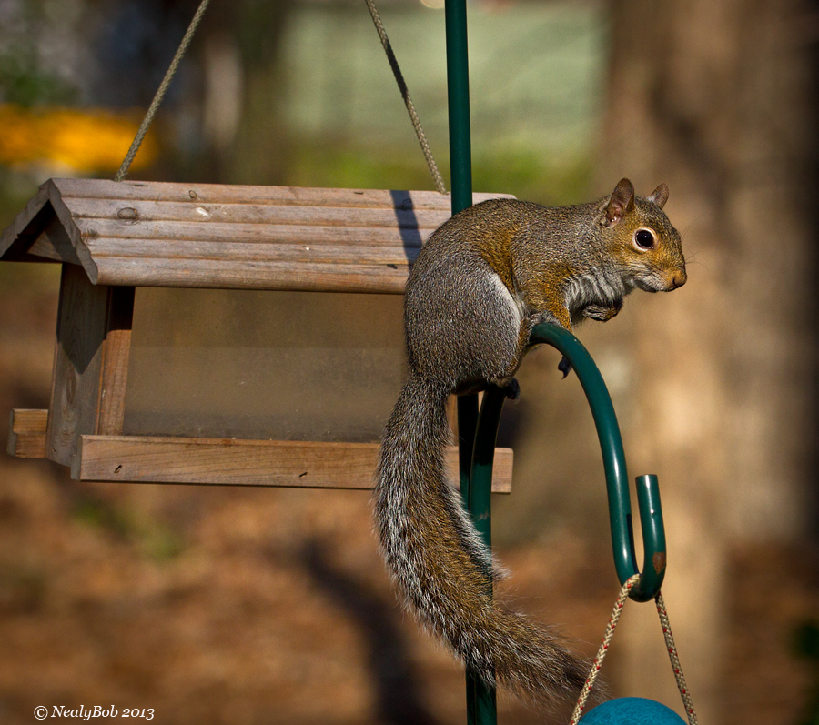 Squirrel March 1