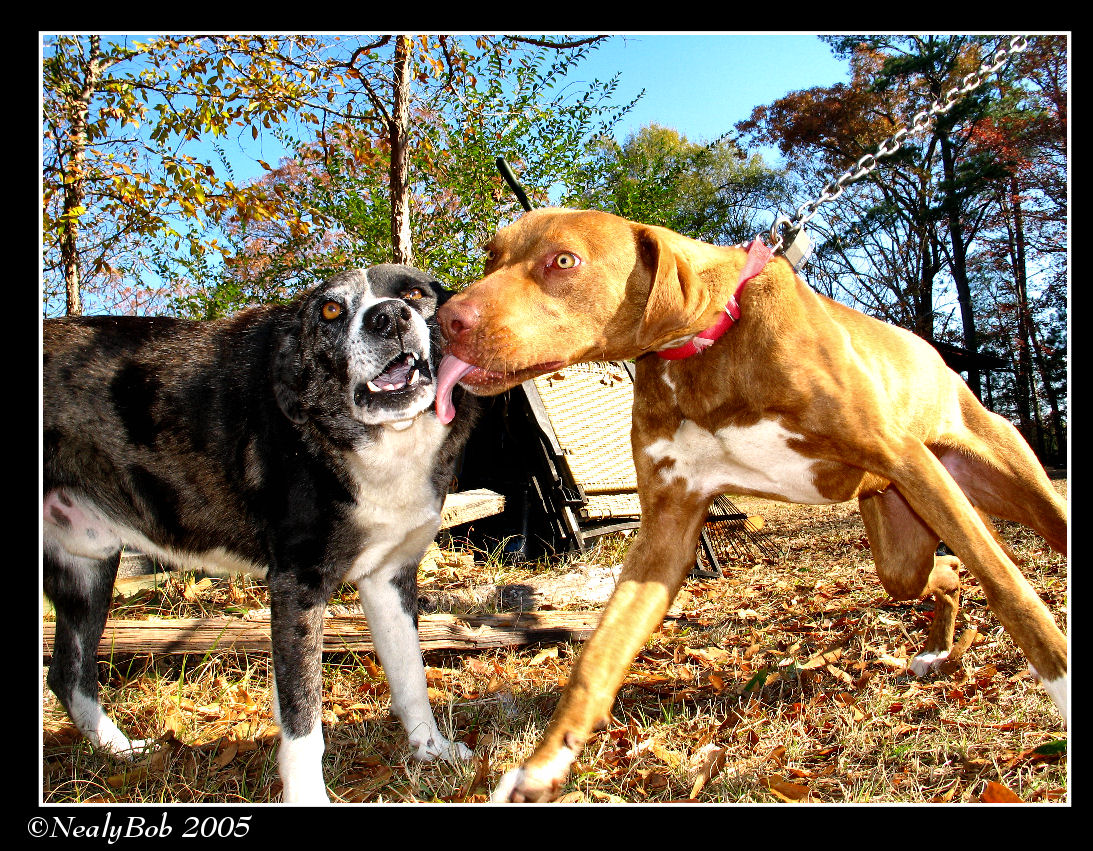 PD & Red *