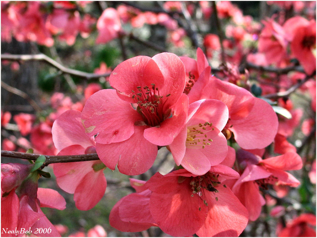 Flowering Quince *