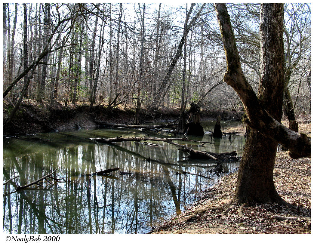 Darbonne Bayou February 11 *