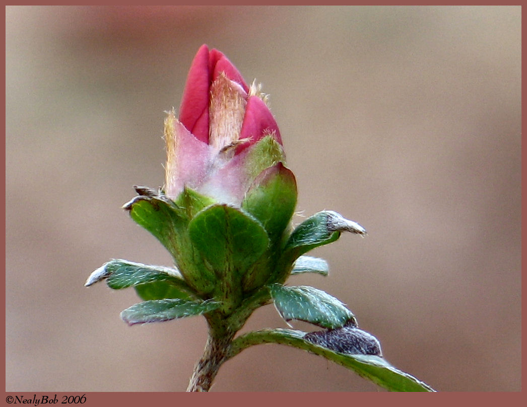 Azalea Bloom February 28 *