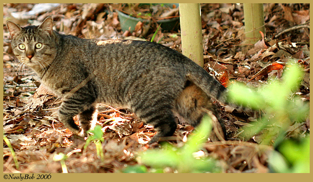 Tom Cat