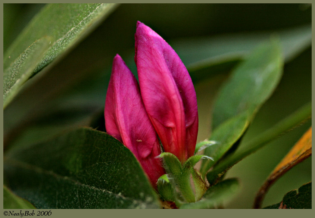 Azalea March 25