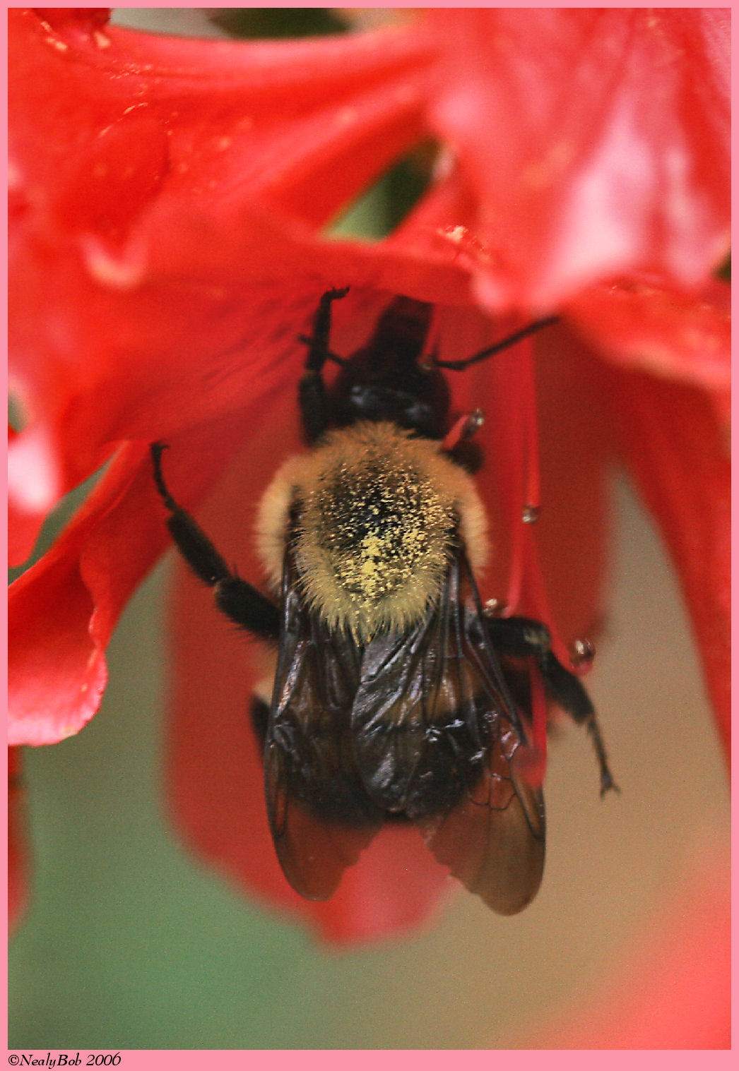 Bee