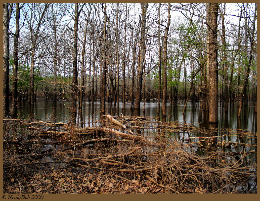 Flooded Trees April 7 *