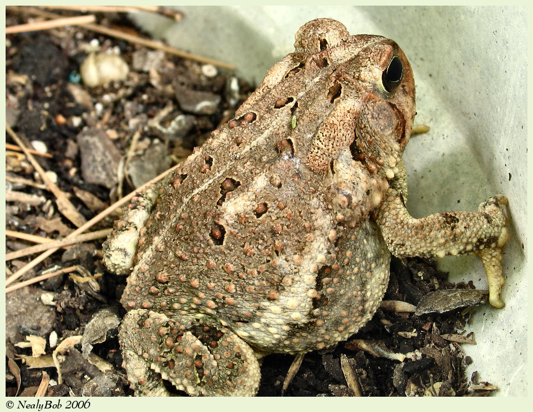 Fat Toad
