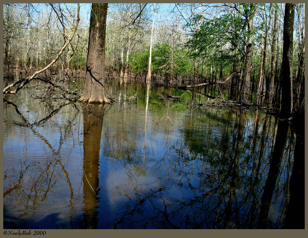 Reflection April 15 *