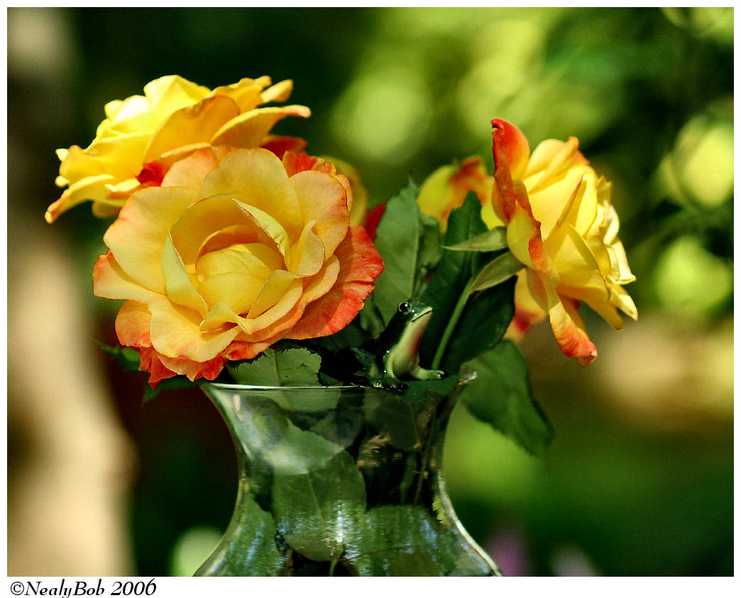 Roses April 18 *
