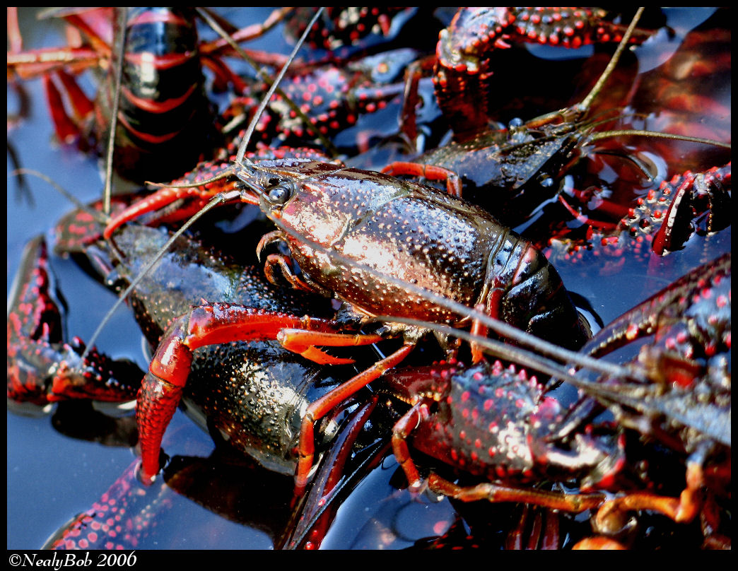 MudBugs April 20 *