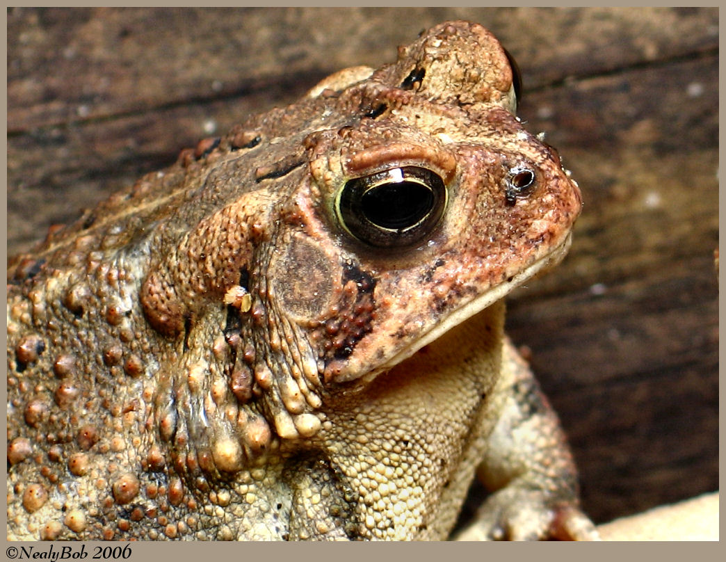 Tommy Toad April 22 *