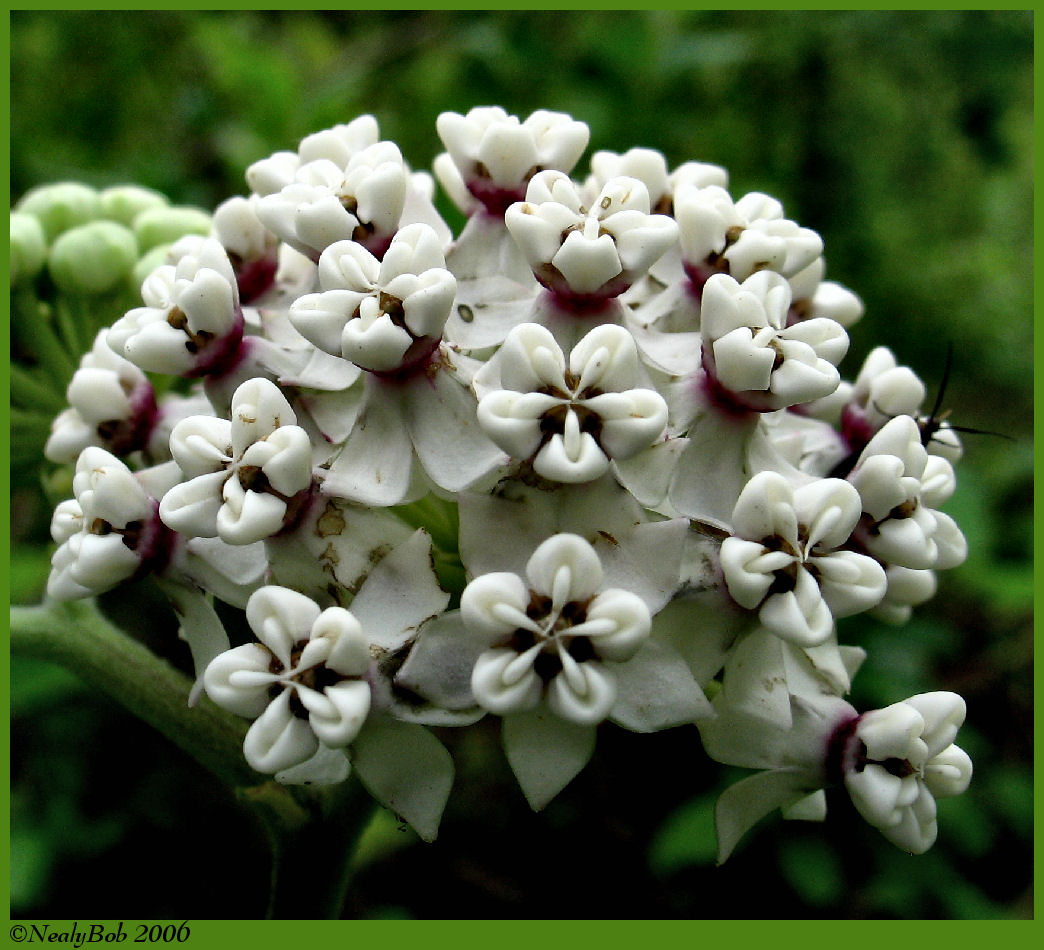 Wild Flower May 5 *