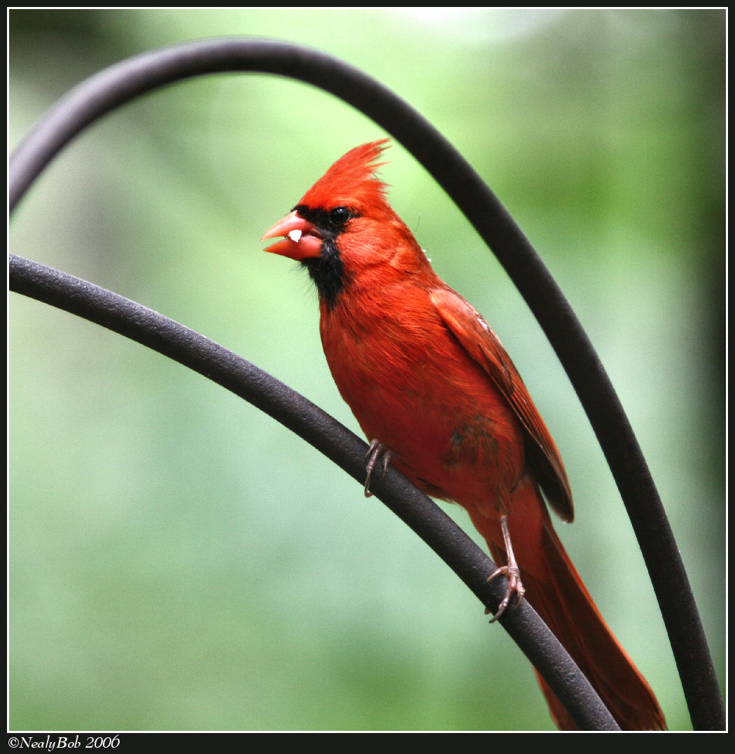 Red Brid *