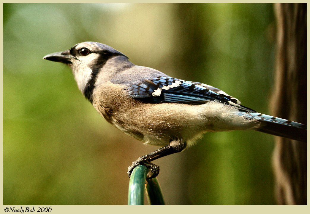 Blue Jay *
