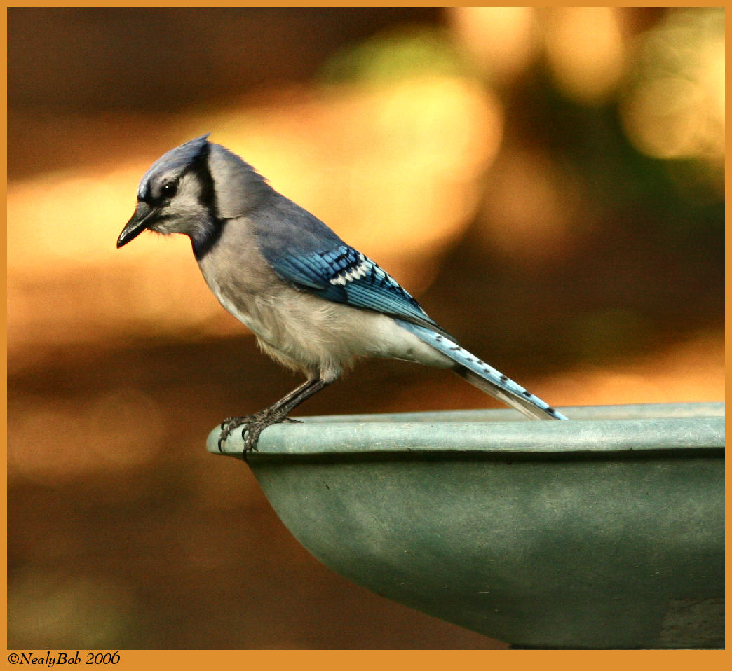 Blue Jay May 11 *