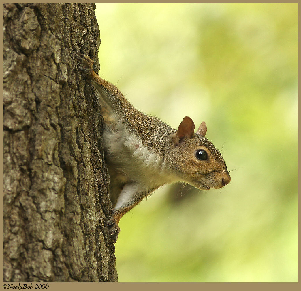Squirrel May 14 *
