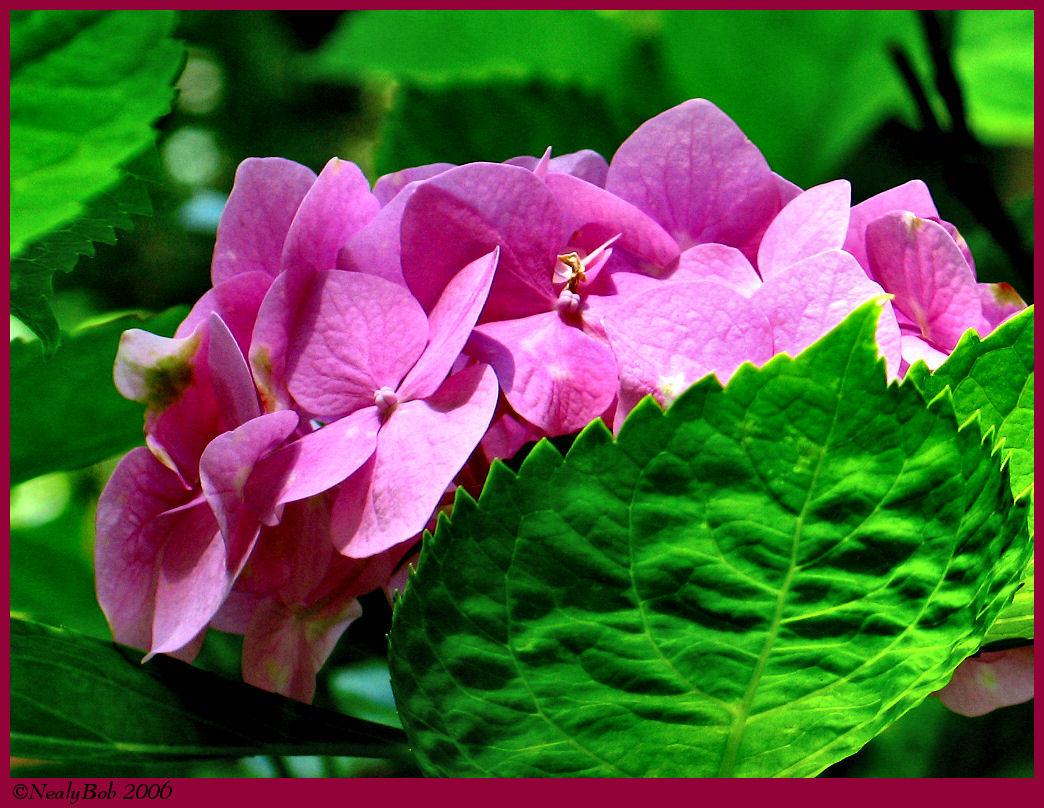 Pink Hydrangea May 22 *