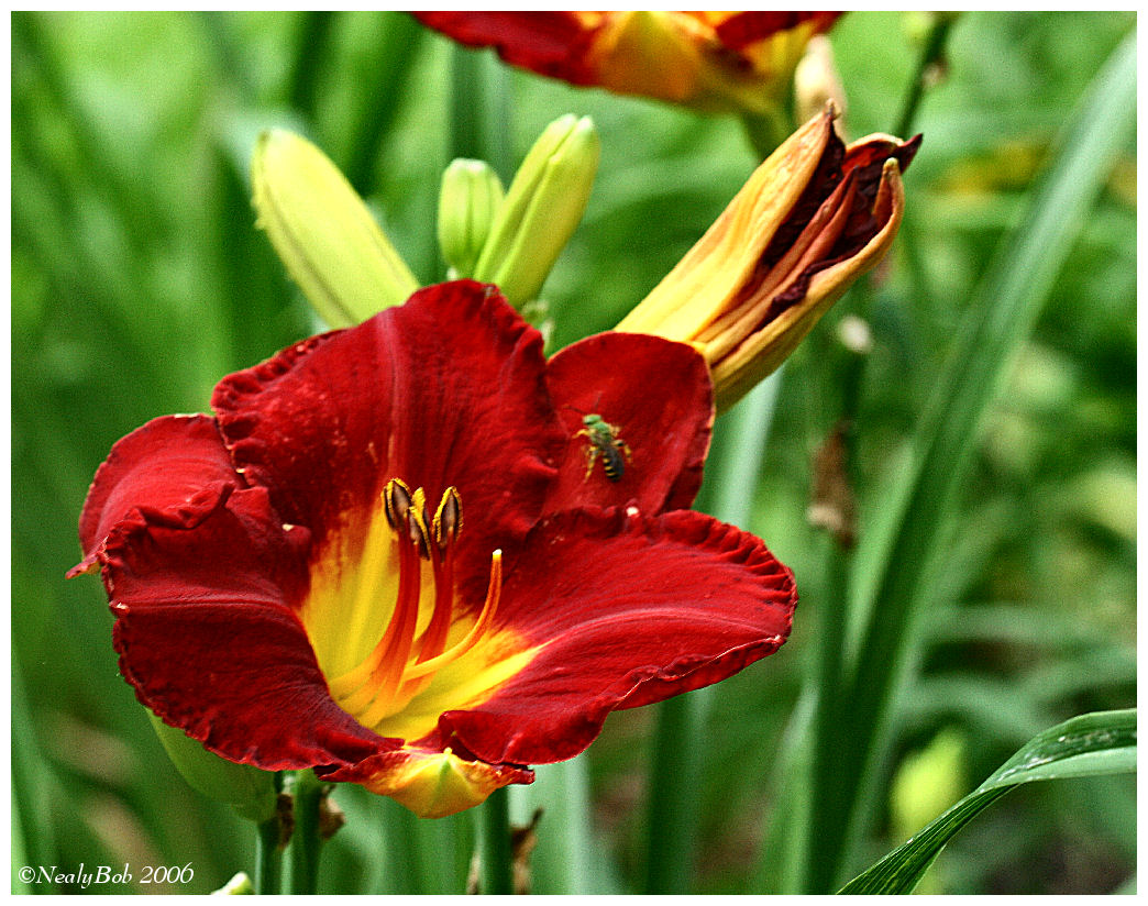 Day Lily May 28 *