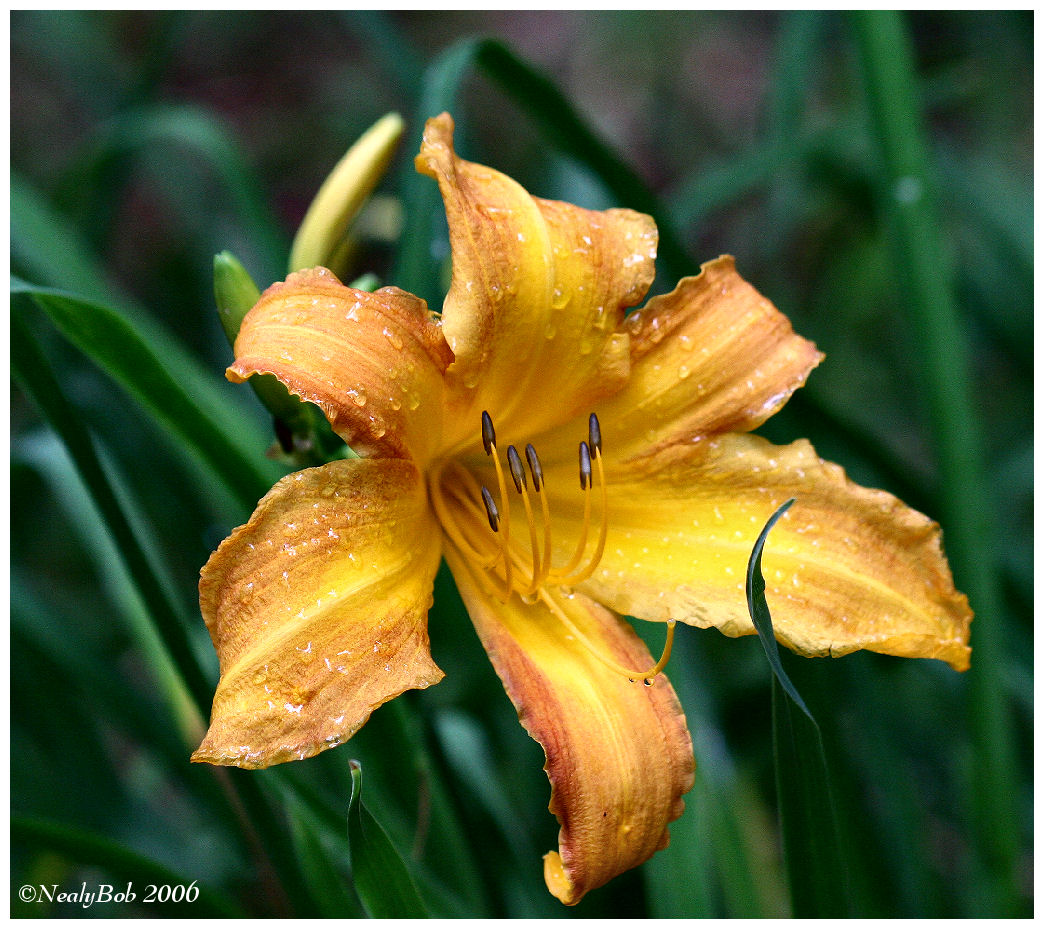 Day Lily