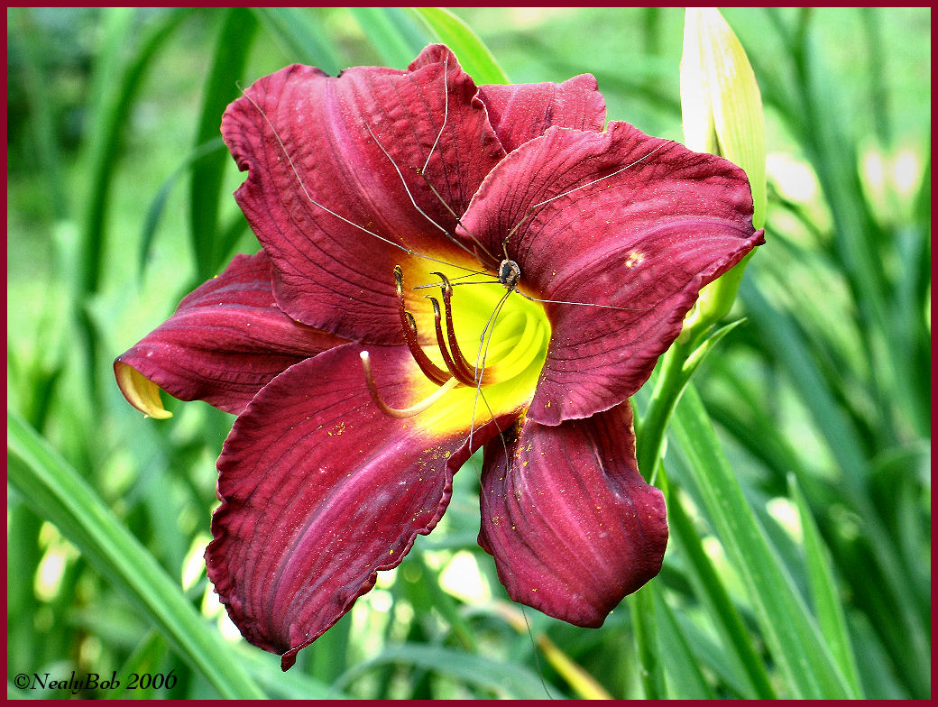 Day Lily with Critter June 5 *