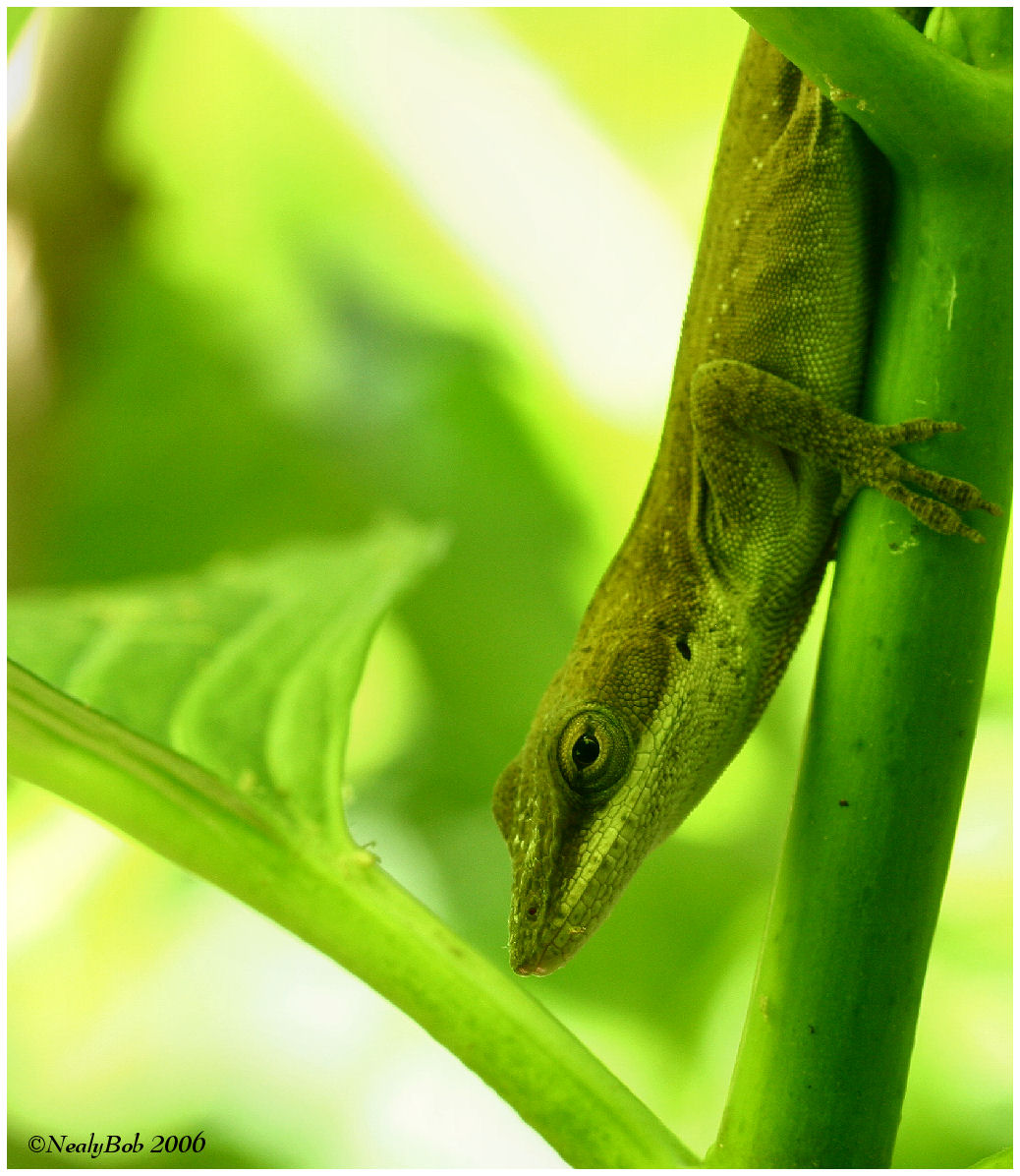 Green Anole June 10 *