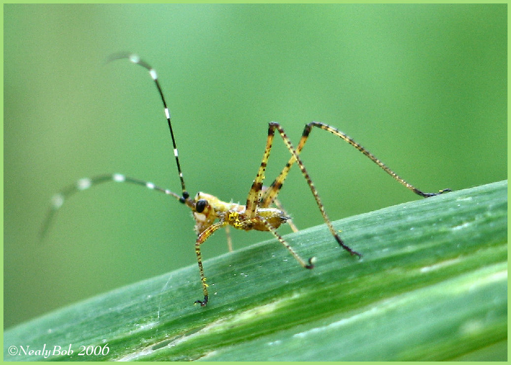 Teeny Tiny Grasshopper June 16 *