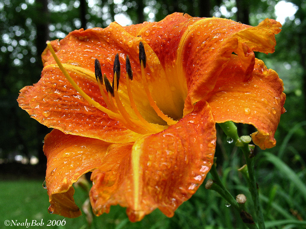 IMG_4574a.jpg