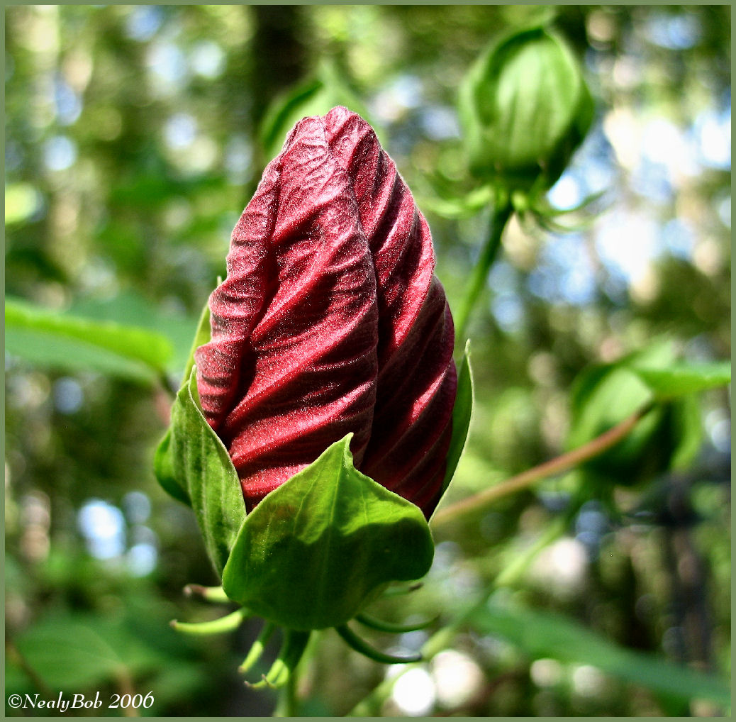 Hibicus Bud June 23 *