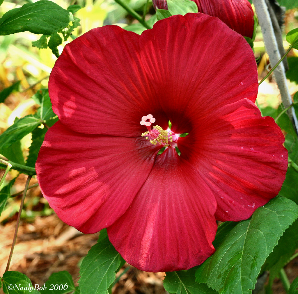 Hibiscus June 25 *