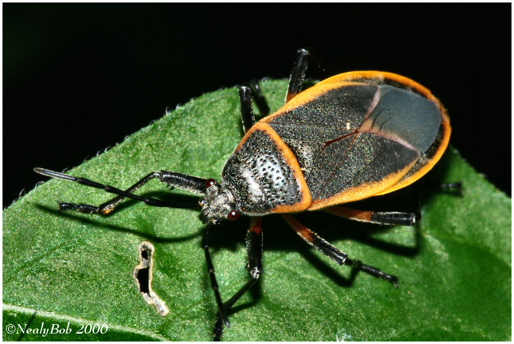 Bug Close-Up June 28 *