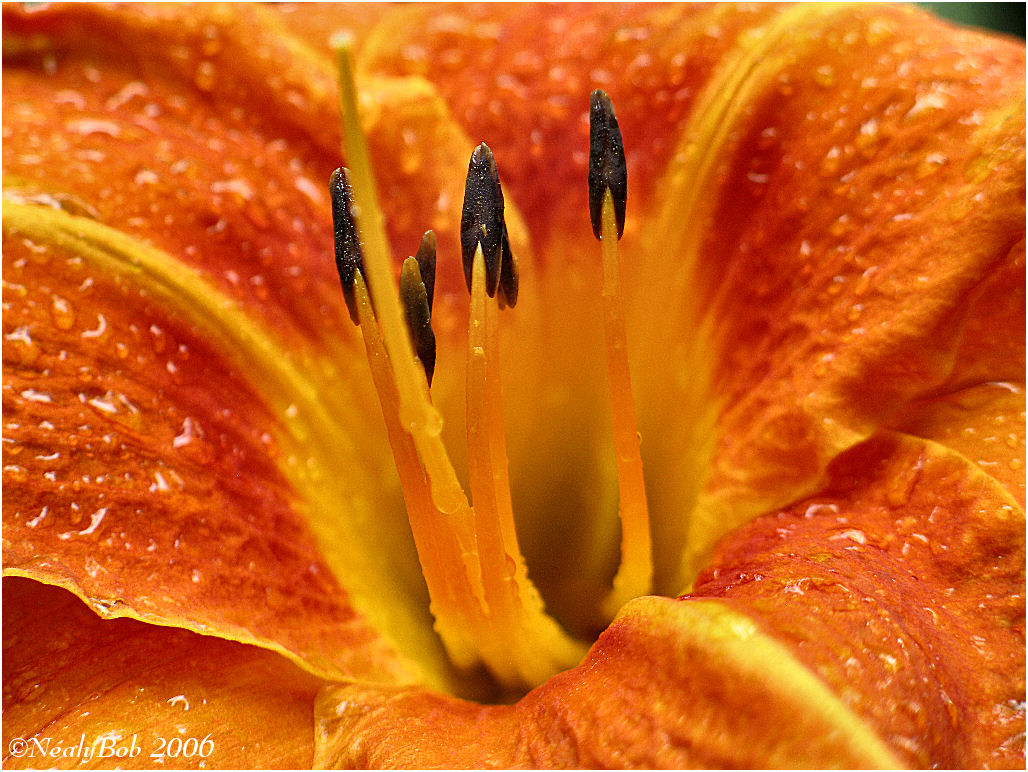 Day Lily Close-UpJuly 1 *