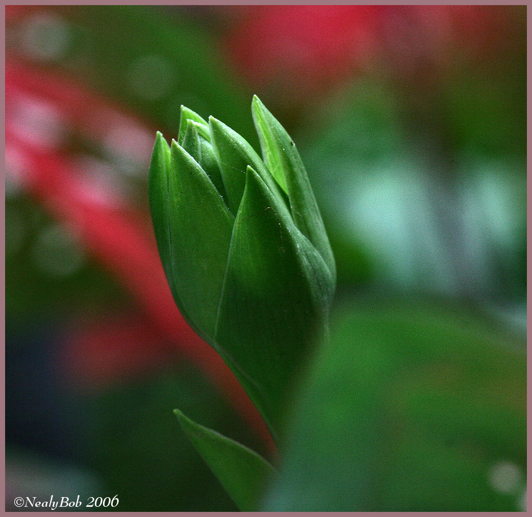 Hosta Bud July 3 *